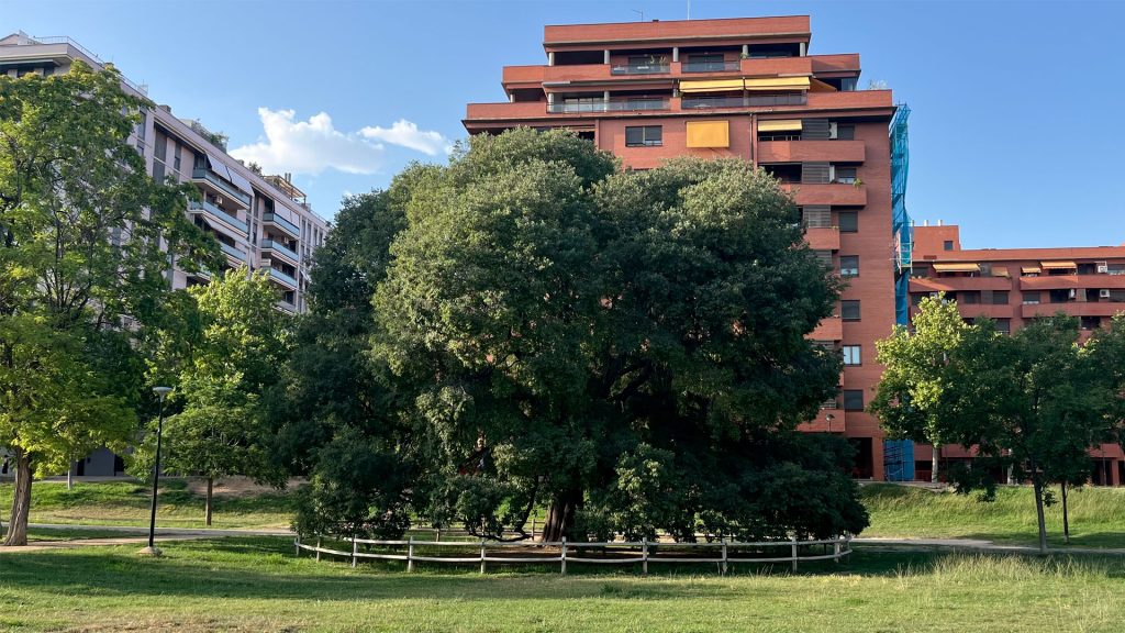 Celtis australis en Zaragoza