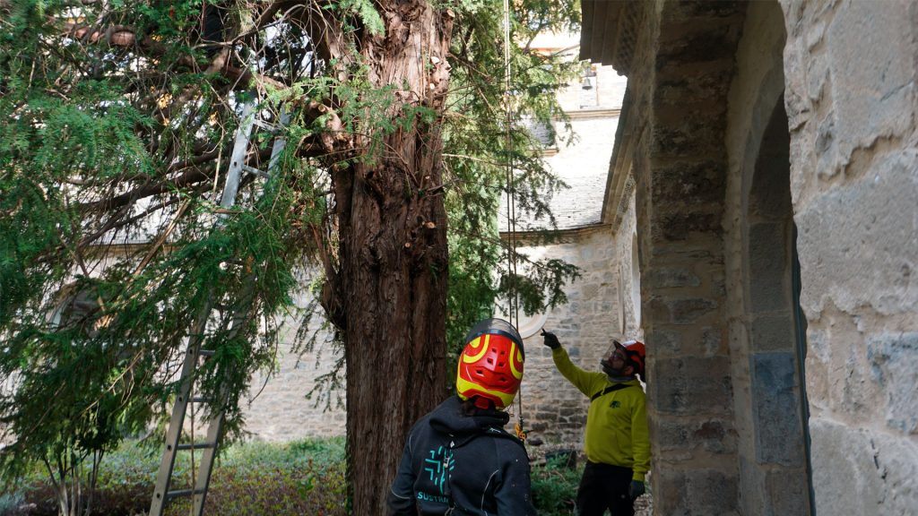 Treecologic - Ejecución y seguimiento de trabajos de poda